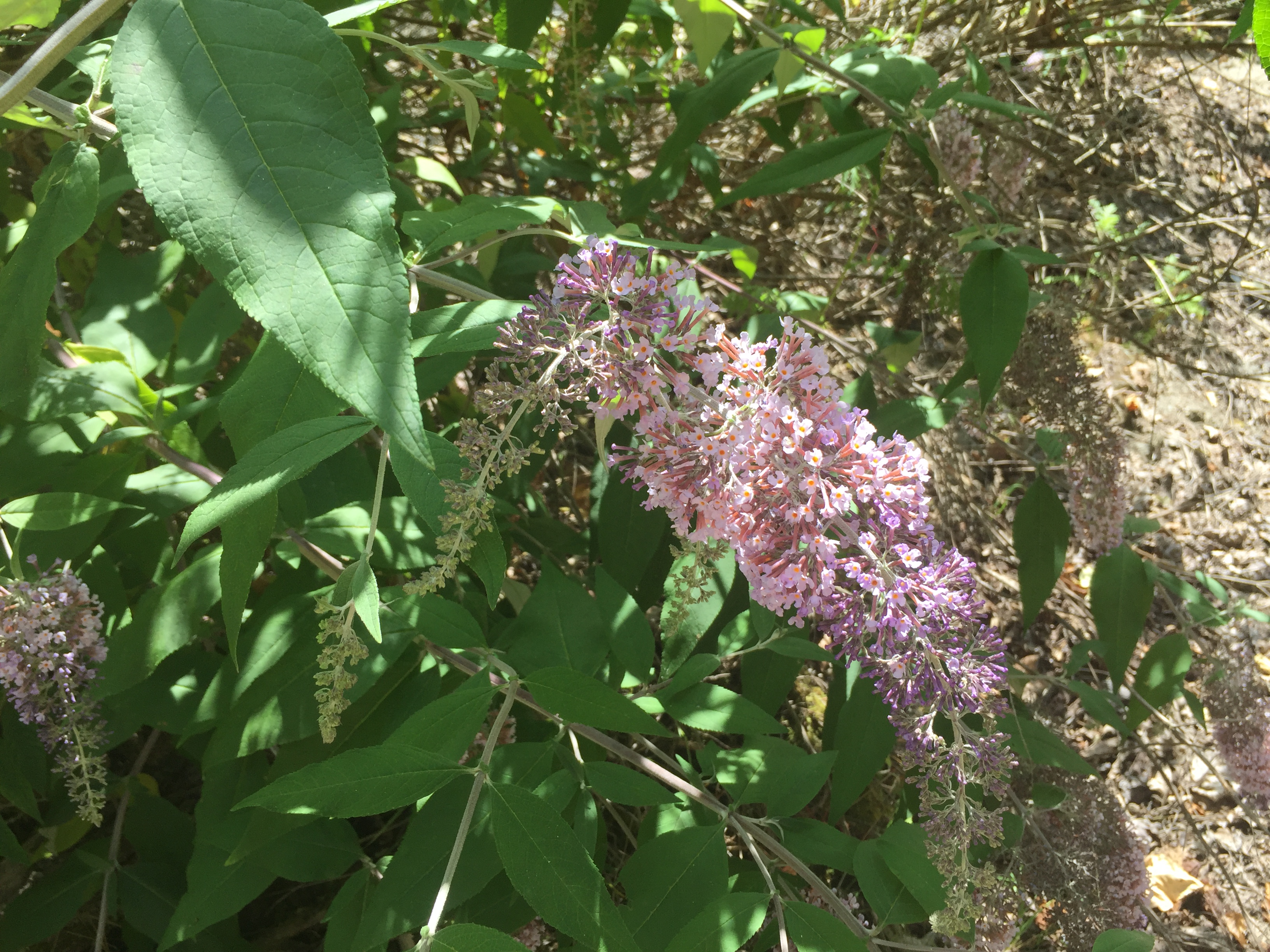 (image of butterfly bush)