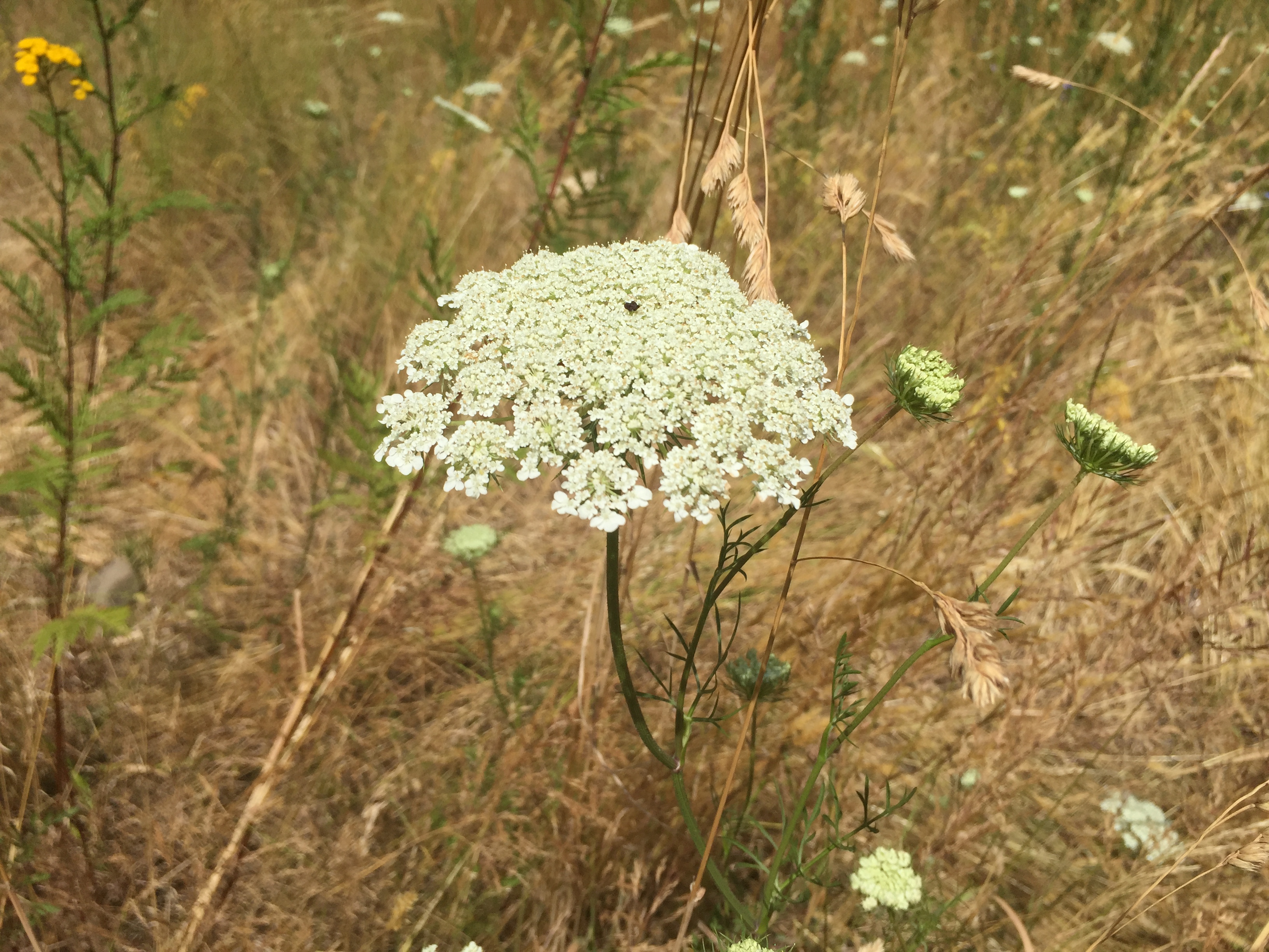 (image of wild carrot)