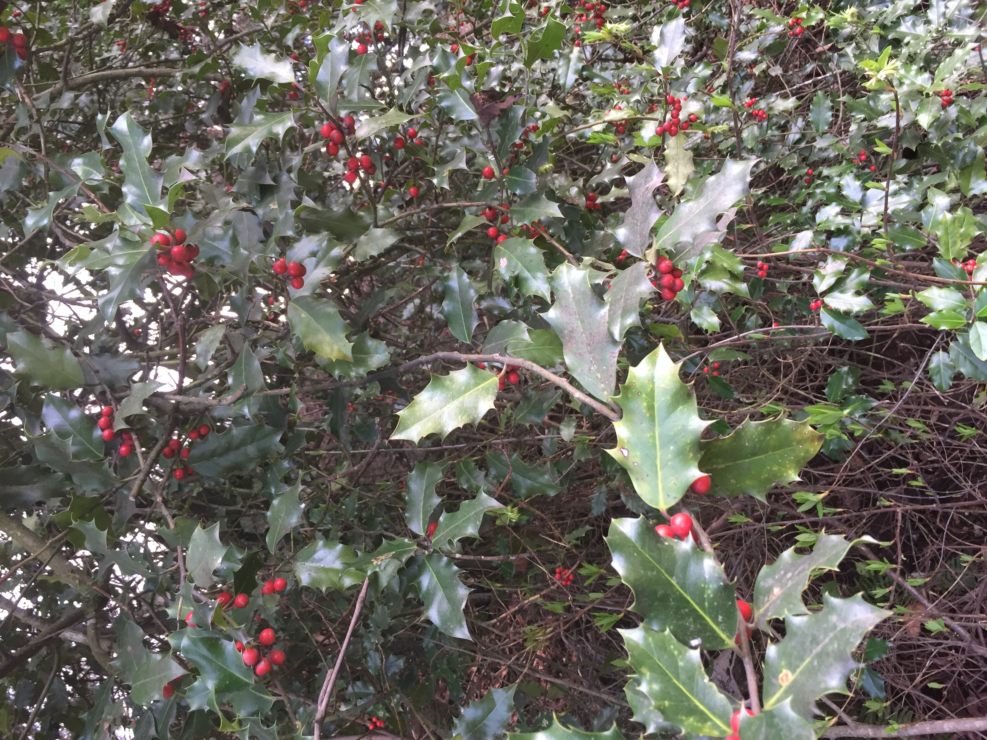 (image of English holly)