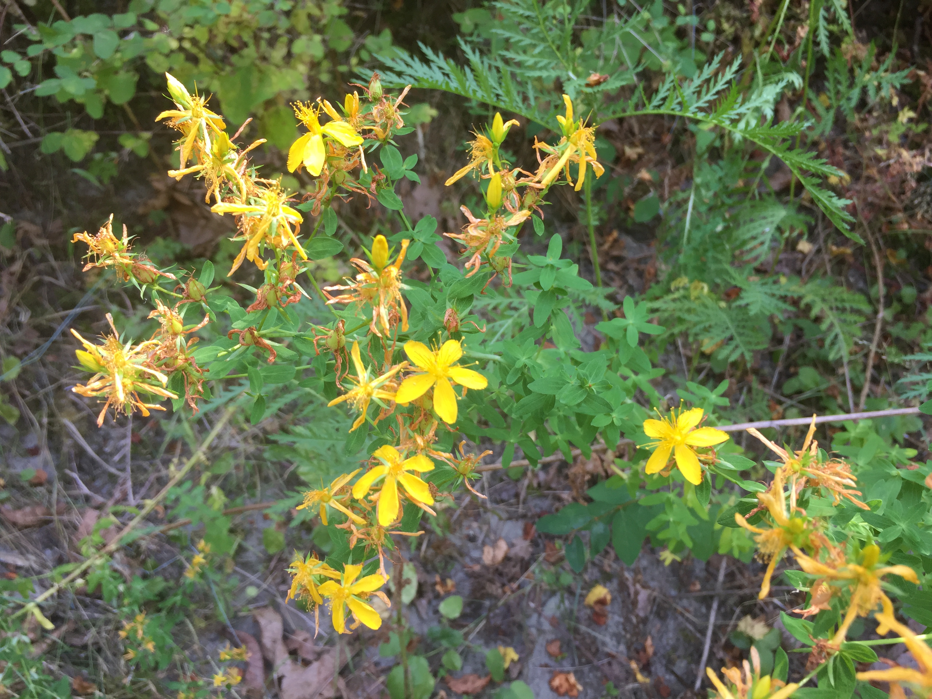 (image of St. John's-wort)