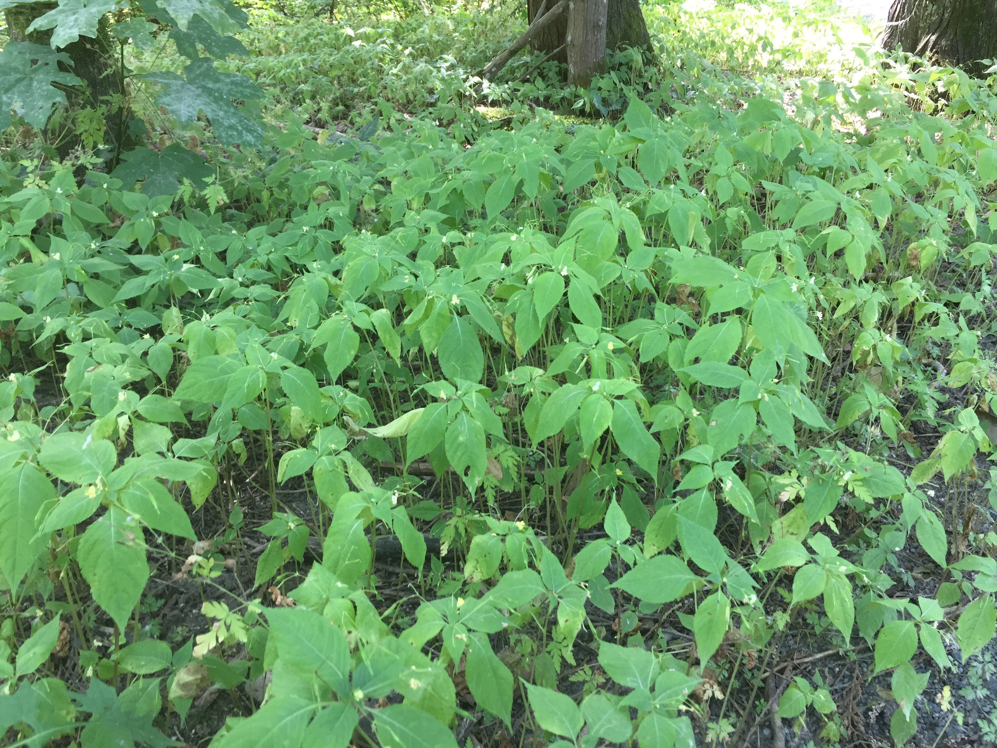 (image of small touch-me-not)