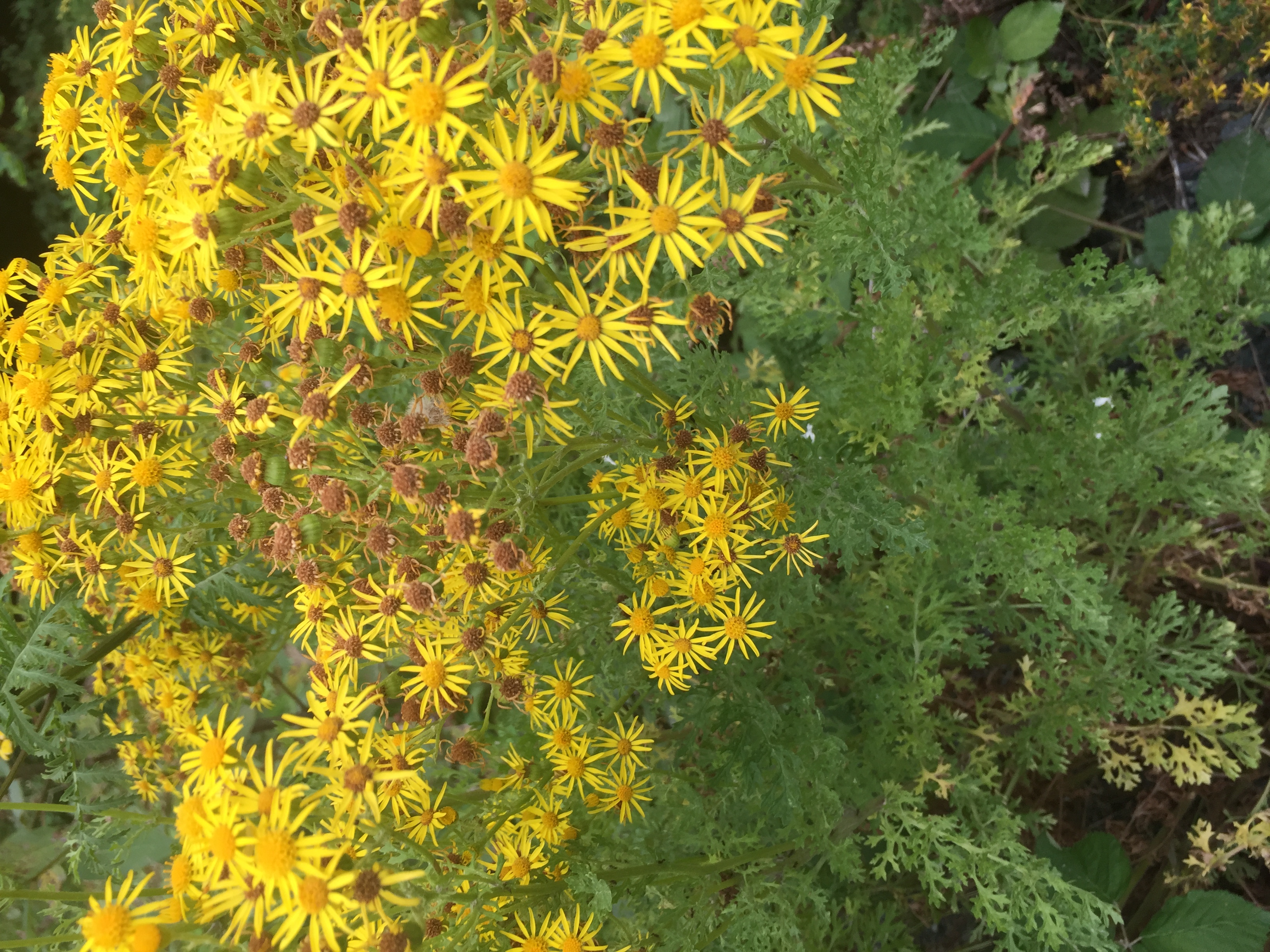 (image of tansy ragwort)