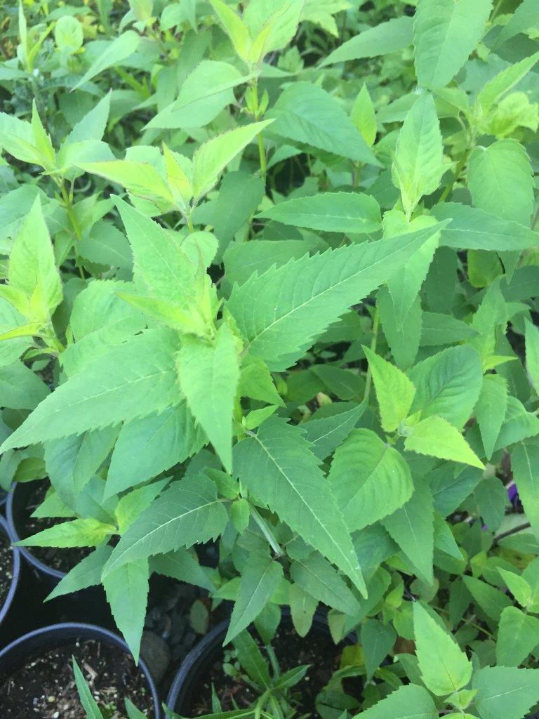 (image of wild bergamot)
