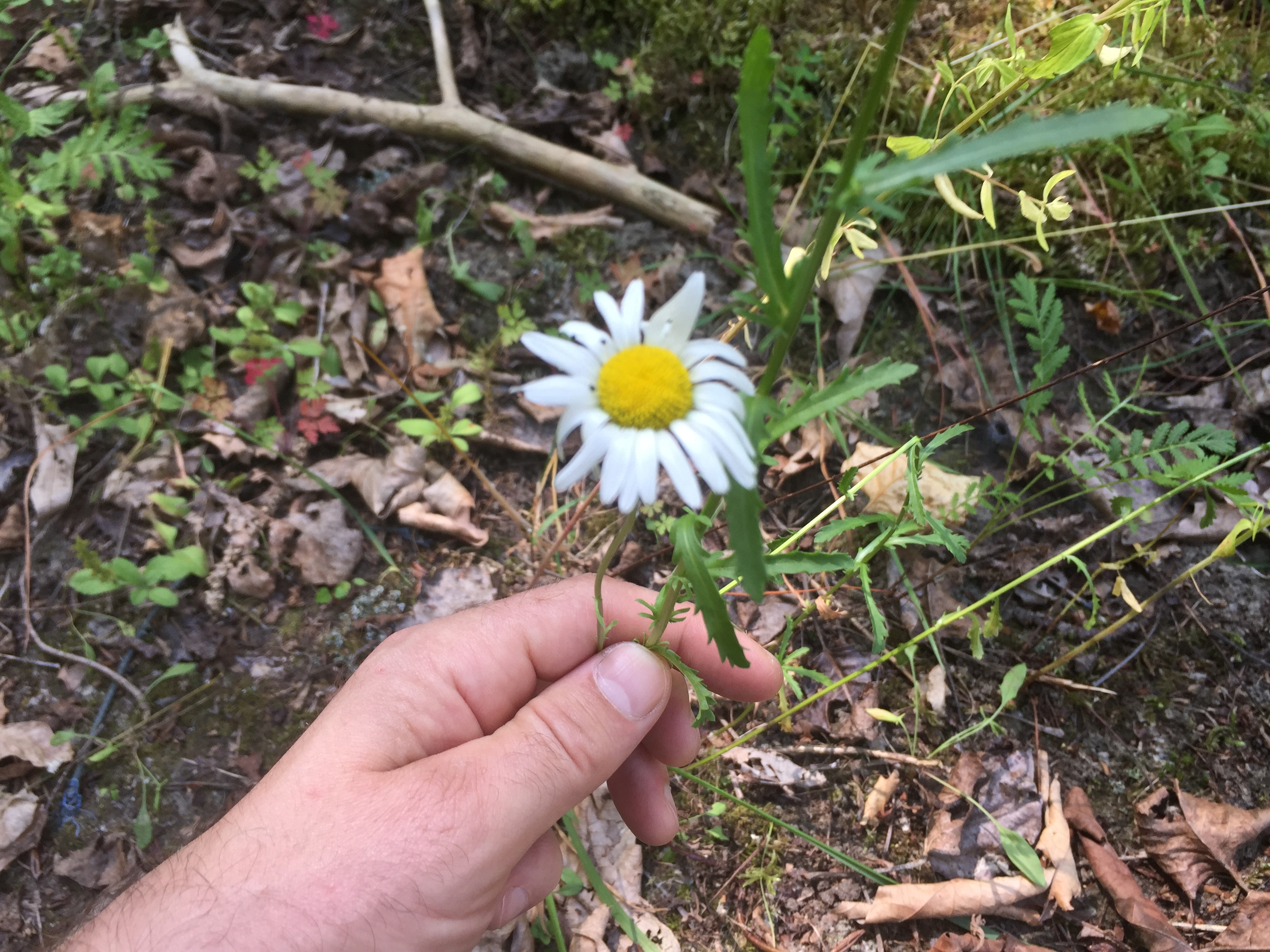 (image of oxeye daisy)