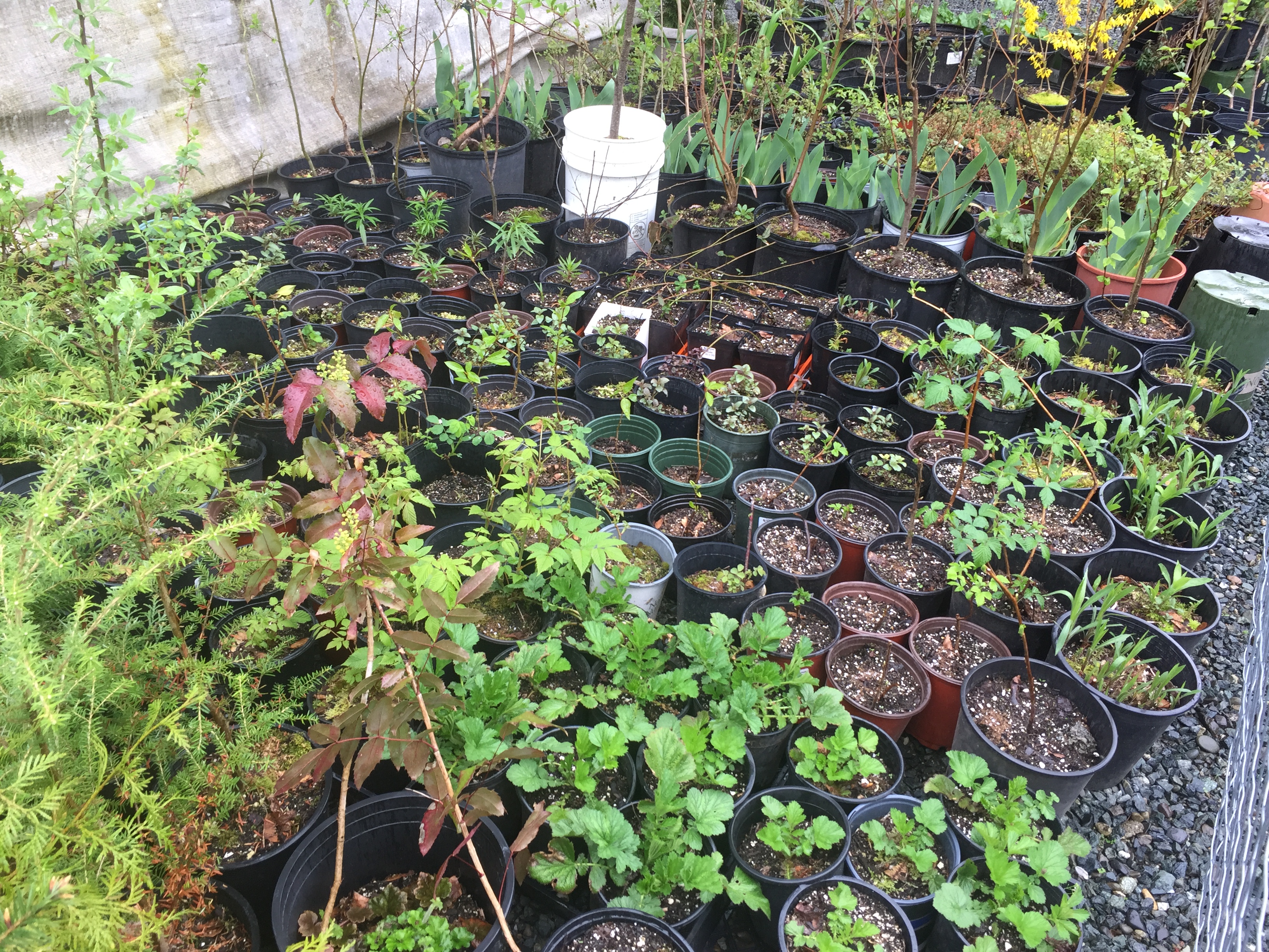 (Potted plants in a nursery)