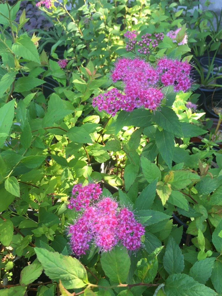 (image of Spiraea)