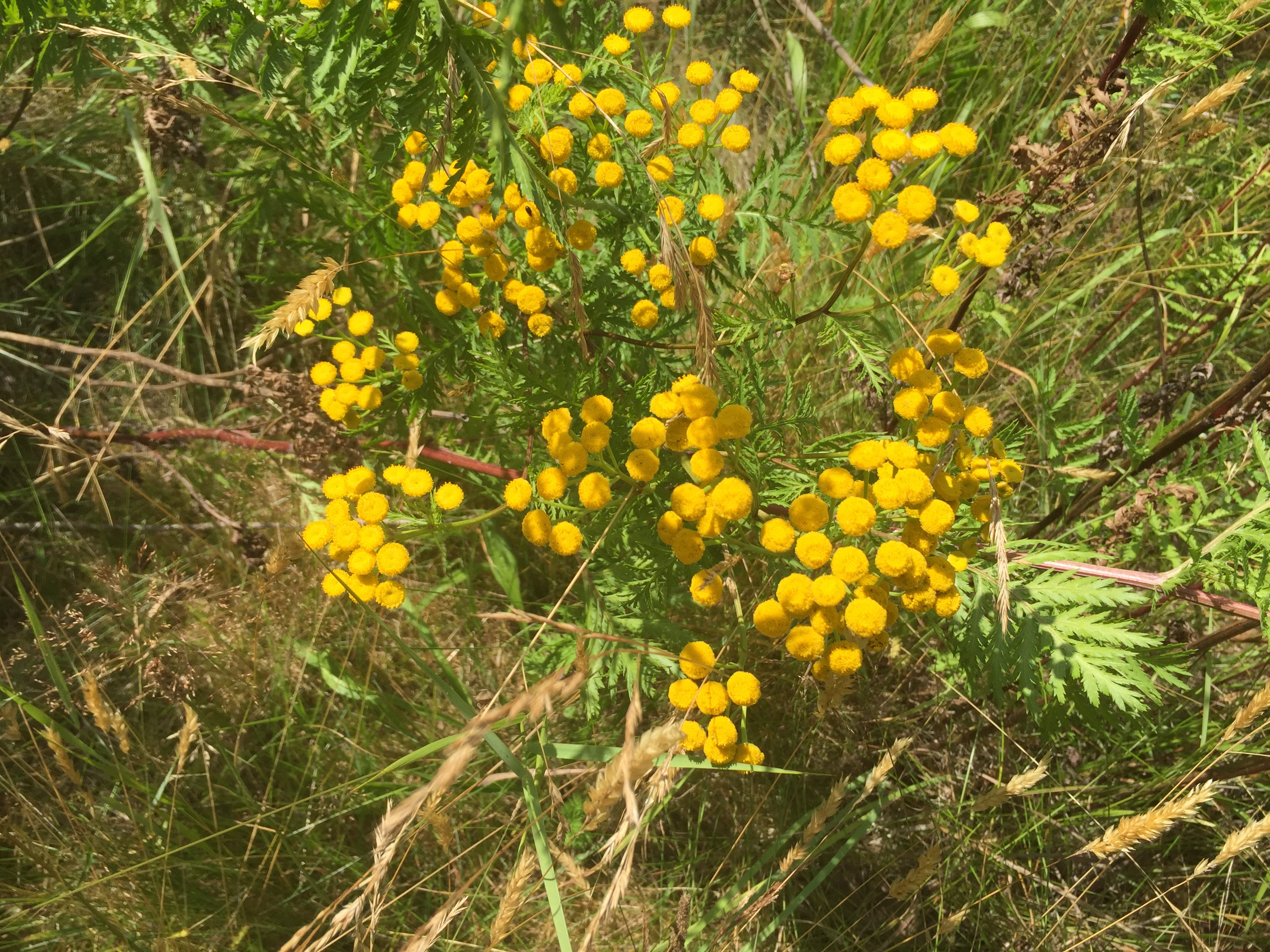(image of common tansy)